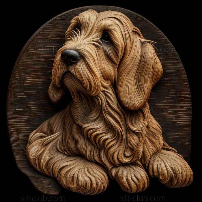 st Small Vendean Basset Griffon dog